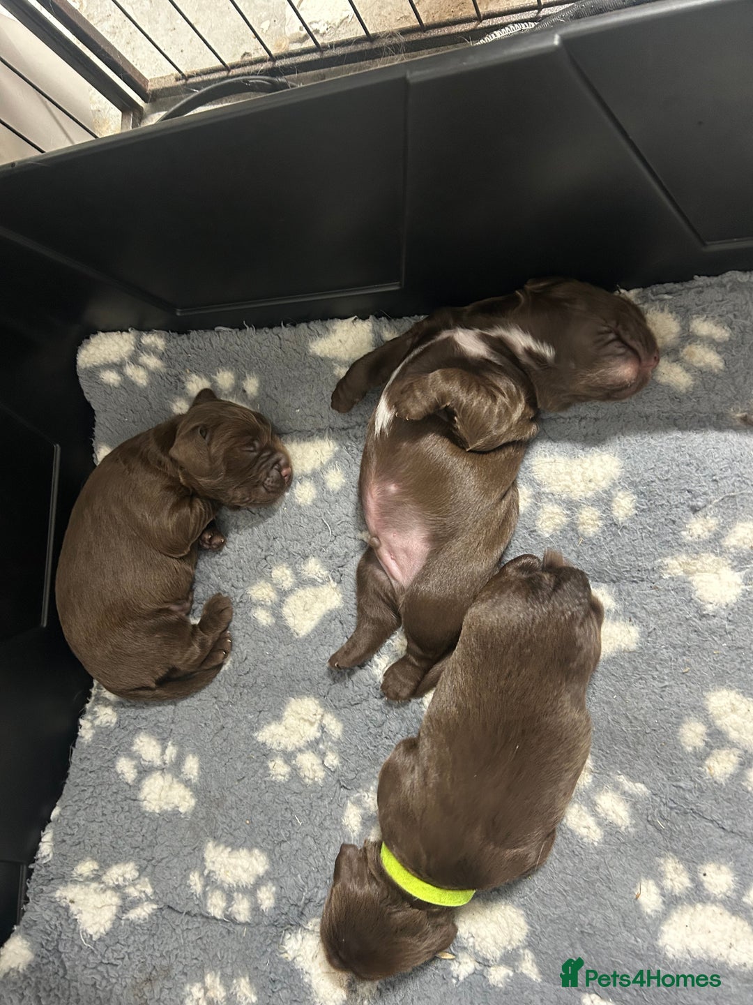 Sprocker dogs for sale: 3 Gorgeous brown sprokers boy puppies  - Image 4