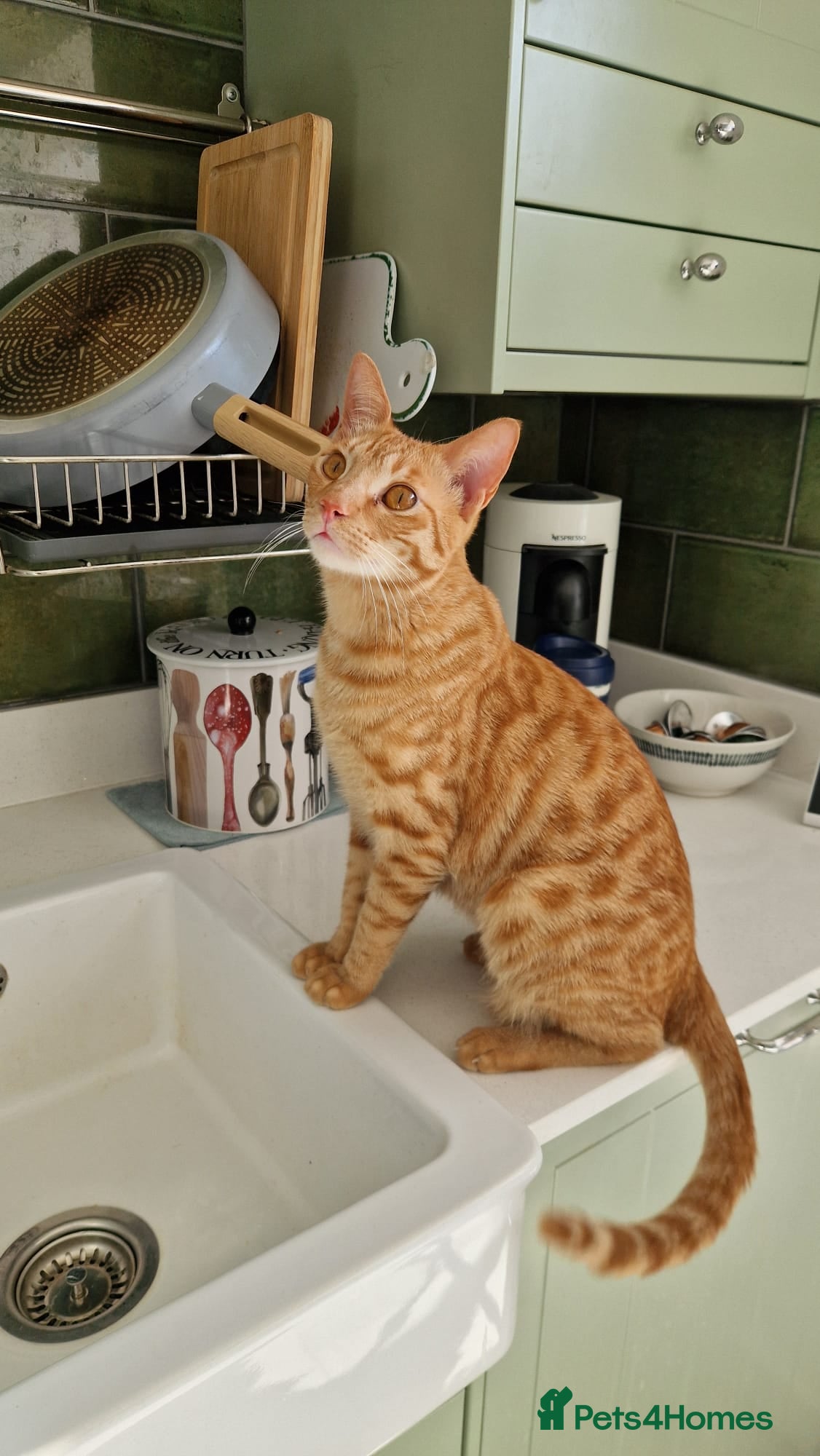 Mixed Breed cats AZY- INTELLIGENT- HEALTHY NEUTERED  - Advert 1