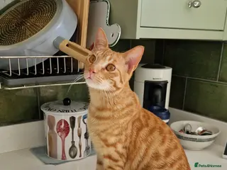 Mixed Breed cats AZY- INTELLIGENT- HEALTHY NEUTERED - Advert 1