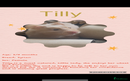 Hamster rodents for sale: Hamsters  - Image 16
