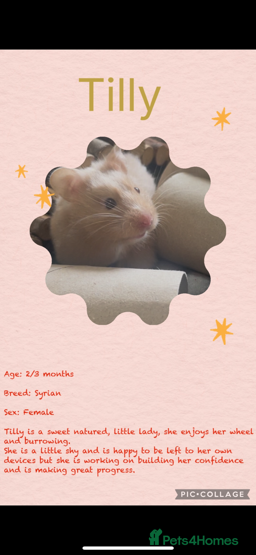 Hamster rodents for sale: Hamsters  - Image 16