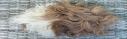 Guinea Pig rodents for sale: Purebred Lunkarya - Advert 7
