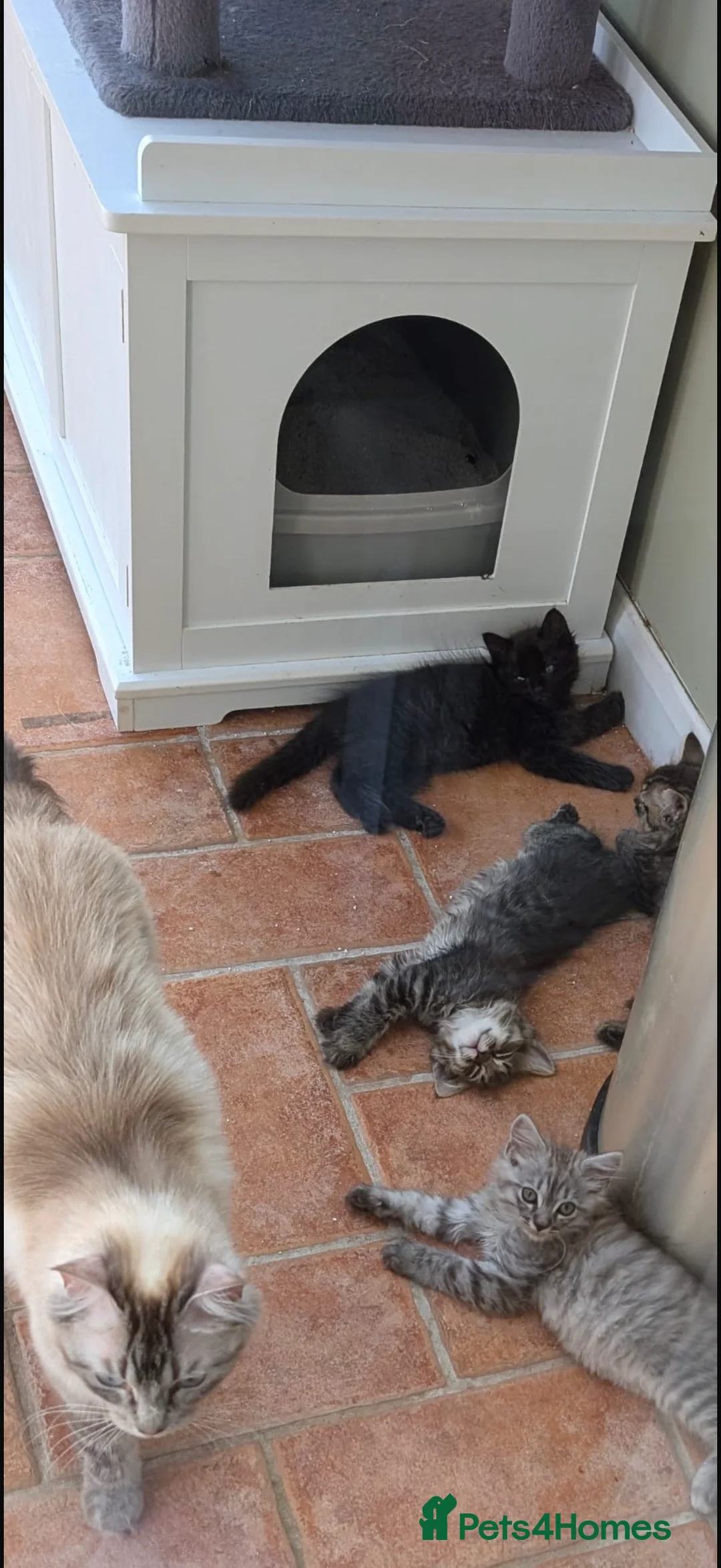 Mixed Breed cats for sale: 4 month old kitten brothers ragdoll/maine coon  in Banbury - Advert 2
