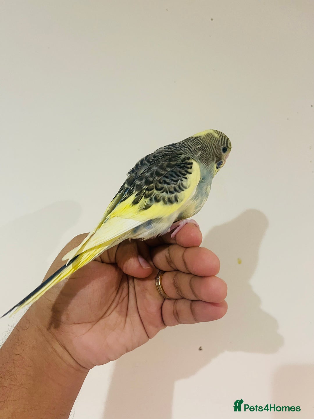 Budgerigars birds for sale: Hand reared budgies for sale  - Advert 23