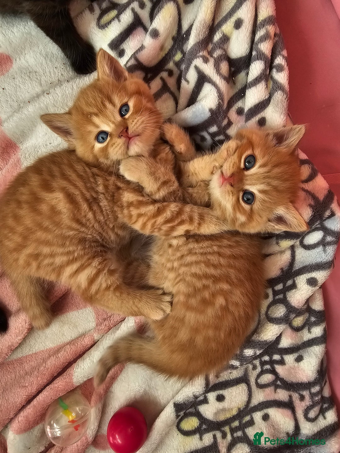 British Shorthair cats for sale: Beautiful British shorthair kittens  - Advert 9