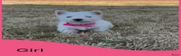 West Highland Terrier dogs for sale: KC Registered West Highand Terriers - Advert 11