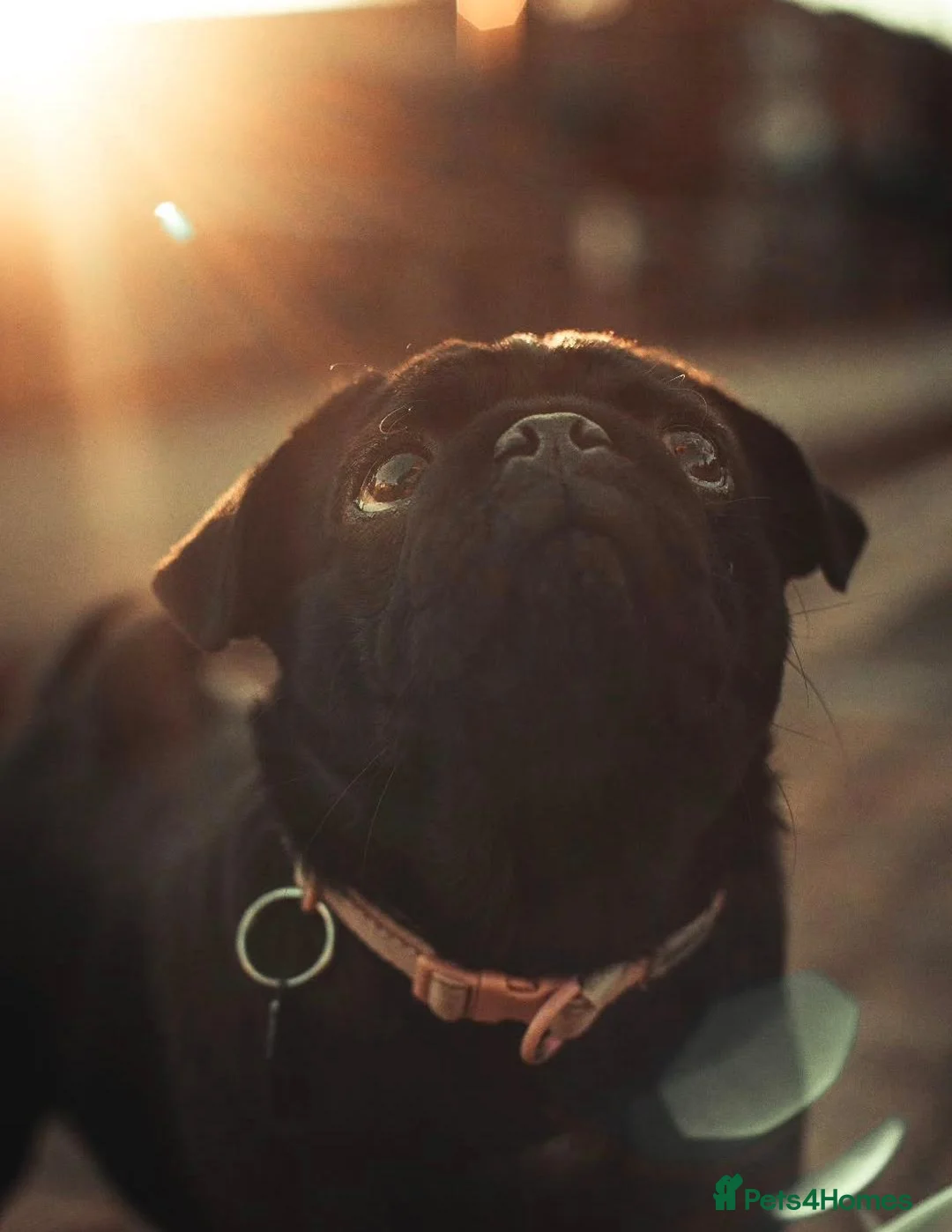 Pug dogs for sale: Pug puppies - Advert 13