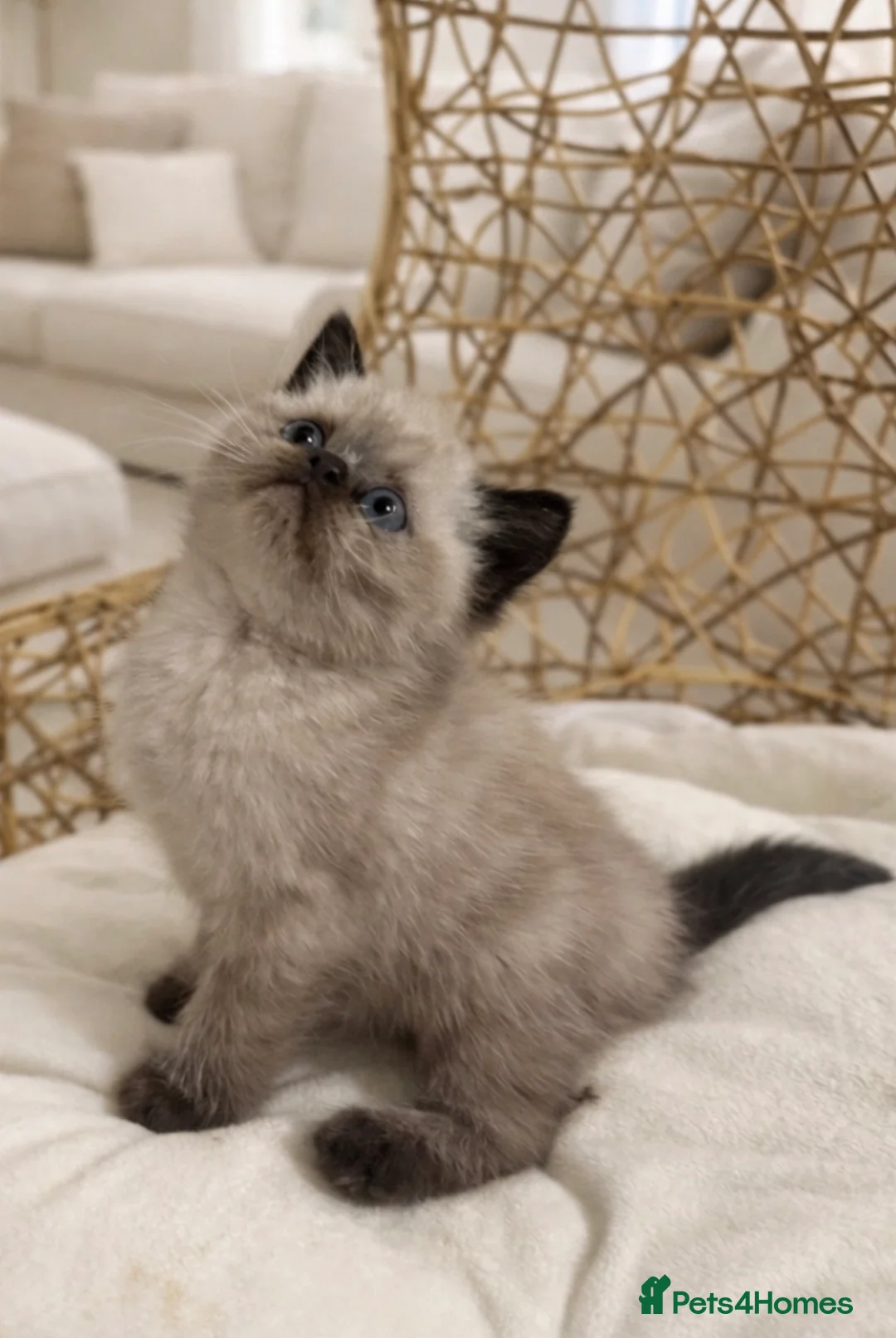 Exotic cats for sale: Exotic kittens  - Advert 2