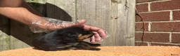 Rottweiler dogs for sale: Top quality kc reg Rottweiler pups german/serbian - Advert 14