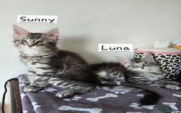Maine Coon cats for sale: Large pedigree Tica Maine coon kittens READY  - Image 13