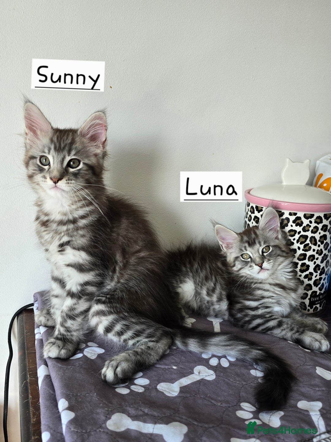Maine Coon cats for sale: Large pedigree Tica Maine coon kittens READY  - Image 13