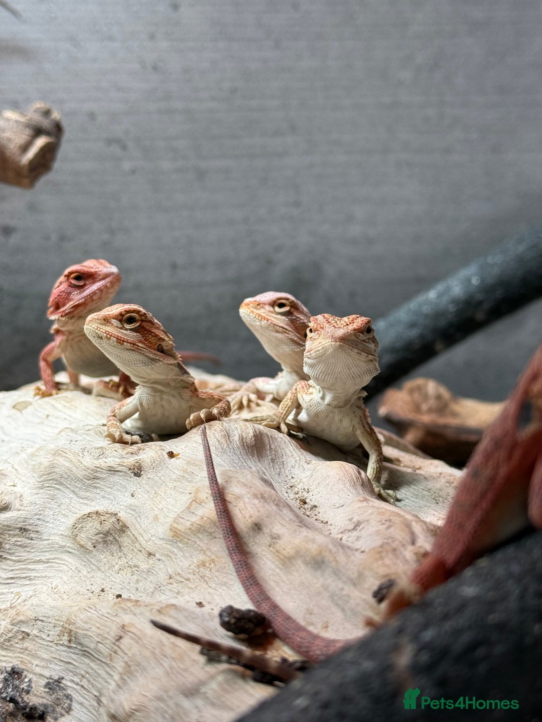 Bearded Dragon reptiles for sale: Bearded Dragons juvenile  - Advert 11