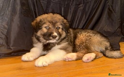 Mixed Breed dogs for sale: F1 Caucasian shepherd X American Akita  - Image 6