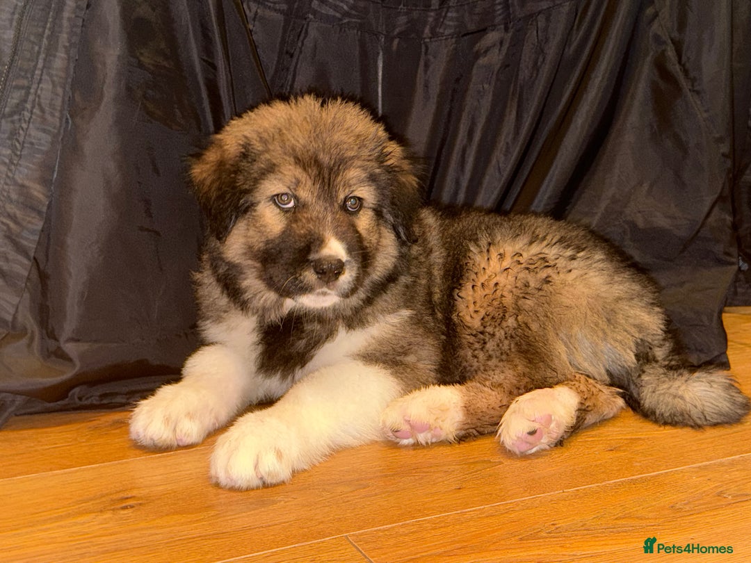 Mixed Breed dogs for sale: F1 Caucasian shepherd X American Akita  - Image 6