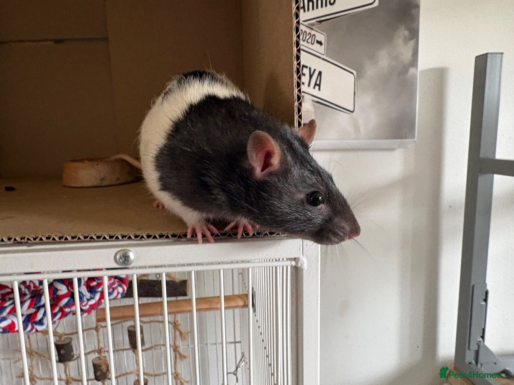 Rat rodents 2 male rats - Advert 18