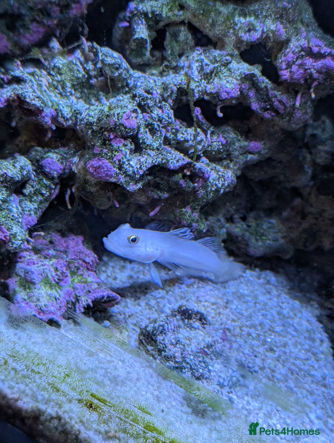 Other/Mixed Breed fish for sale: Fishtank with liverock, equipment, corals, + fish. - Advert 10