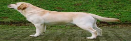 Labrador Retriever dogs for stud: Yellow health tested proven  Labrador at stud - Advert 2
