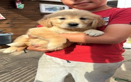 Golden Retriever dogs for sale: KC registered, Health Certificated, DARK SHOW Line - Image 1
