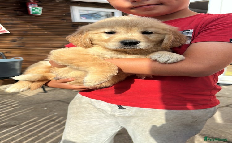 Golden Retriever dogs - Advert 13
