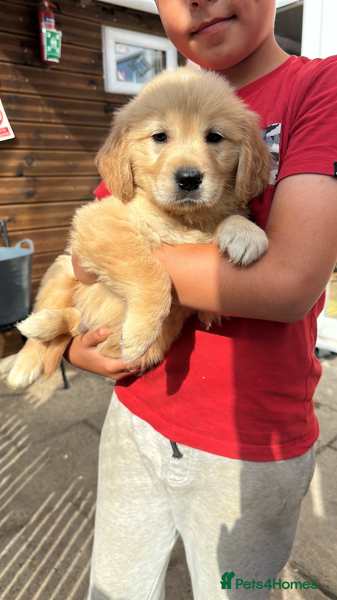 Golden Retriever dogs for sale: KC registered, Health Certificated, DARK SHOW Line - Image 1