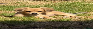 Chihuahua 1