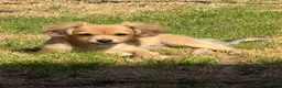 Chihuahua dogs for sale: 4 month old chihuahua in Leeds - Advert 2