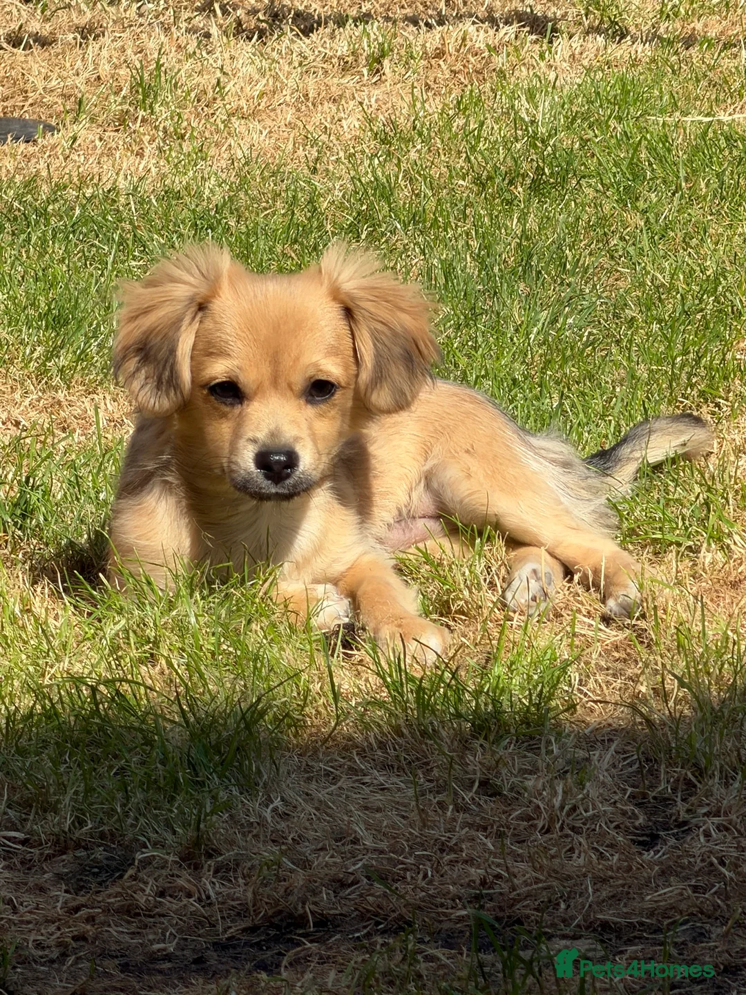 Chihuahua dogs for sale: 4 month old chihuahua in Leeds - Advert 2