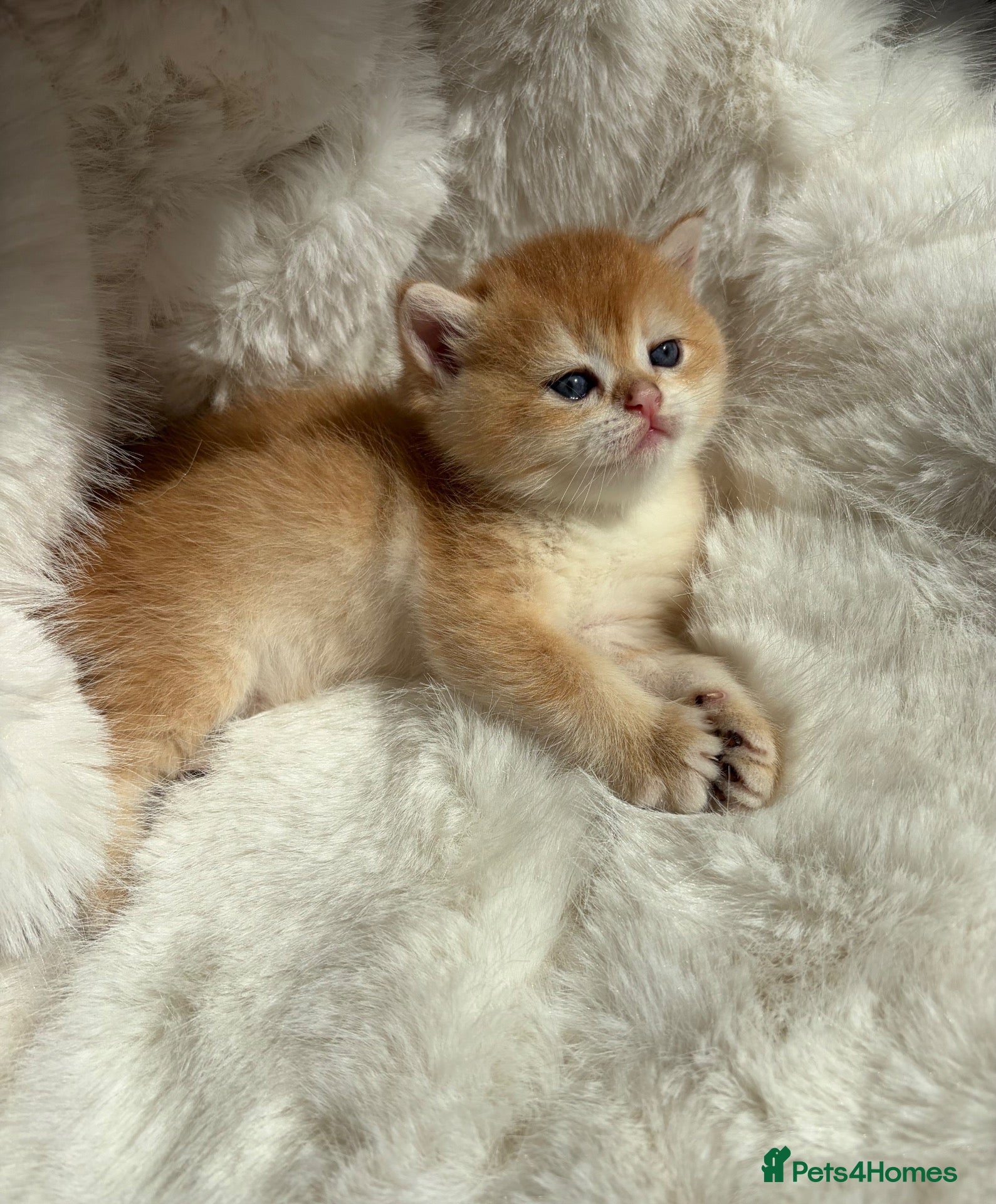 British Shorthair cats 1 Exquisite Show quality, TICA Reg Golden BSH Boys - Advert 6