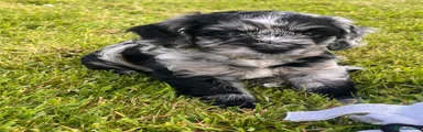 Cockapoo 1