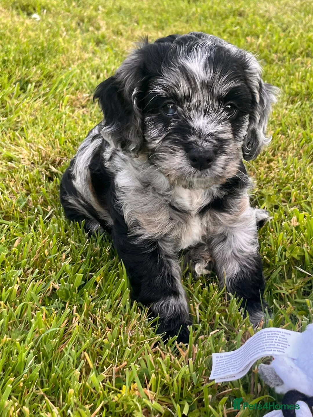 Cockapoo dogs for sale: Cockapoo F1 Merle and Tri - Advert 2