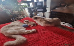 Ragdoll cats for sale: Kitten - Image 29