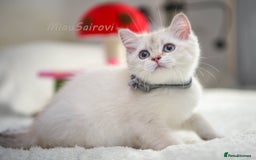 British Shorthair cats for sale: British shorthair kittens Champion parents  - Image 15