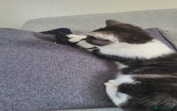 British Shorthair cats for sale: Little Man Waiting For His Forever Home! So Cuddly - Image 4