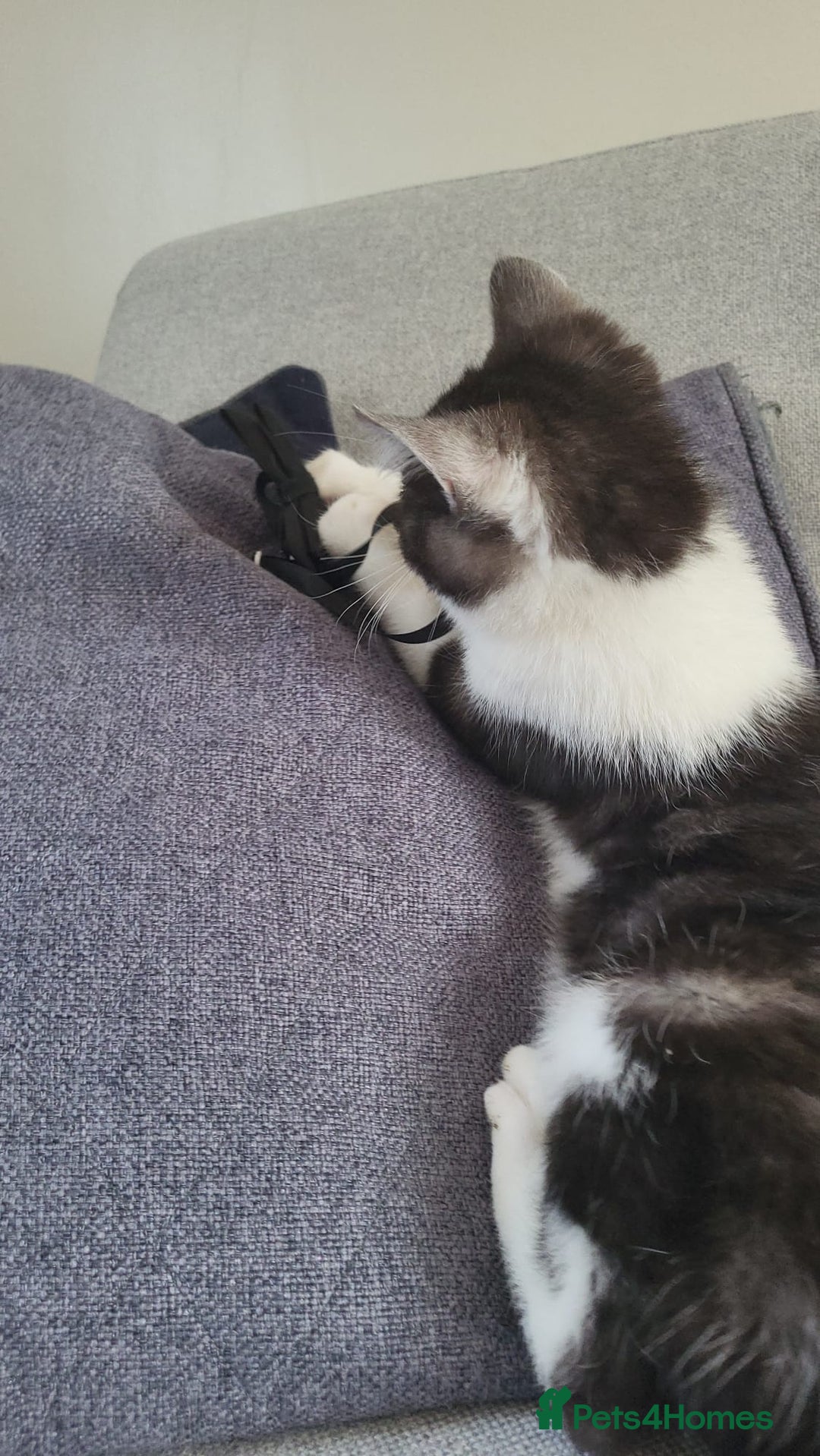 British Shorthair cats for sale: Little Man Waiting For His Forever Home! So Cuddly - Image 4