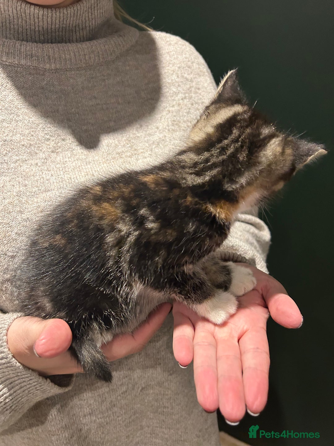 Mixed Breed cats for sale: Sweet Kittens for Sale – Friendly & Family-Raised - Advert 3