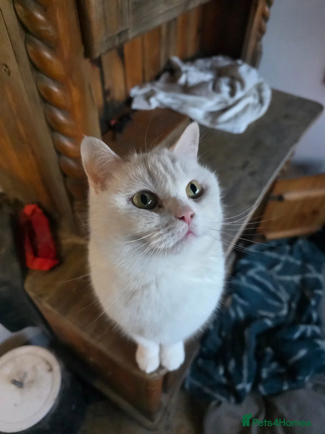 British Shorthair cats for sale: White pedigree British shorthair - Advert 12