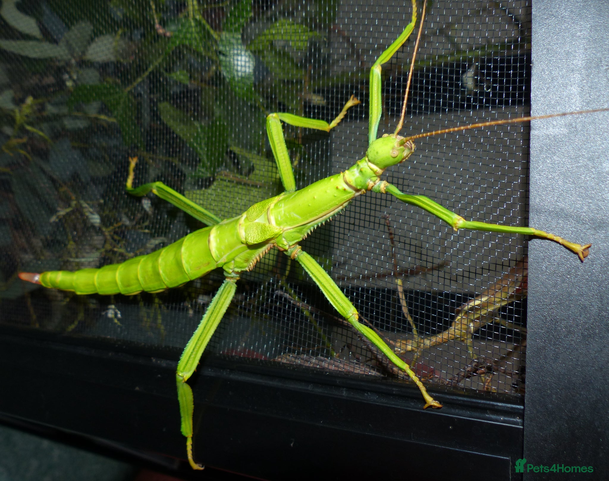 Stick Insects invertebrates STICK INSECTS   Green Bean, Sabah, Sunny, Choclog - Advert 18