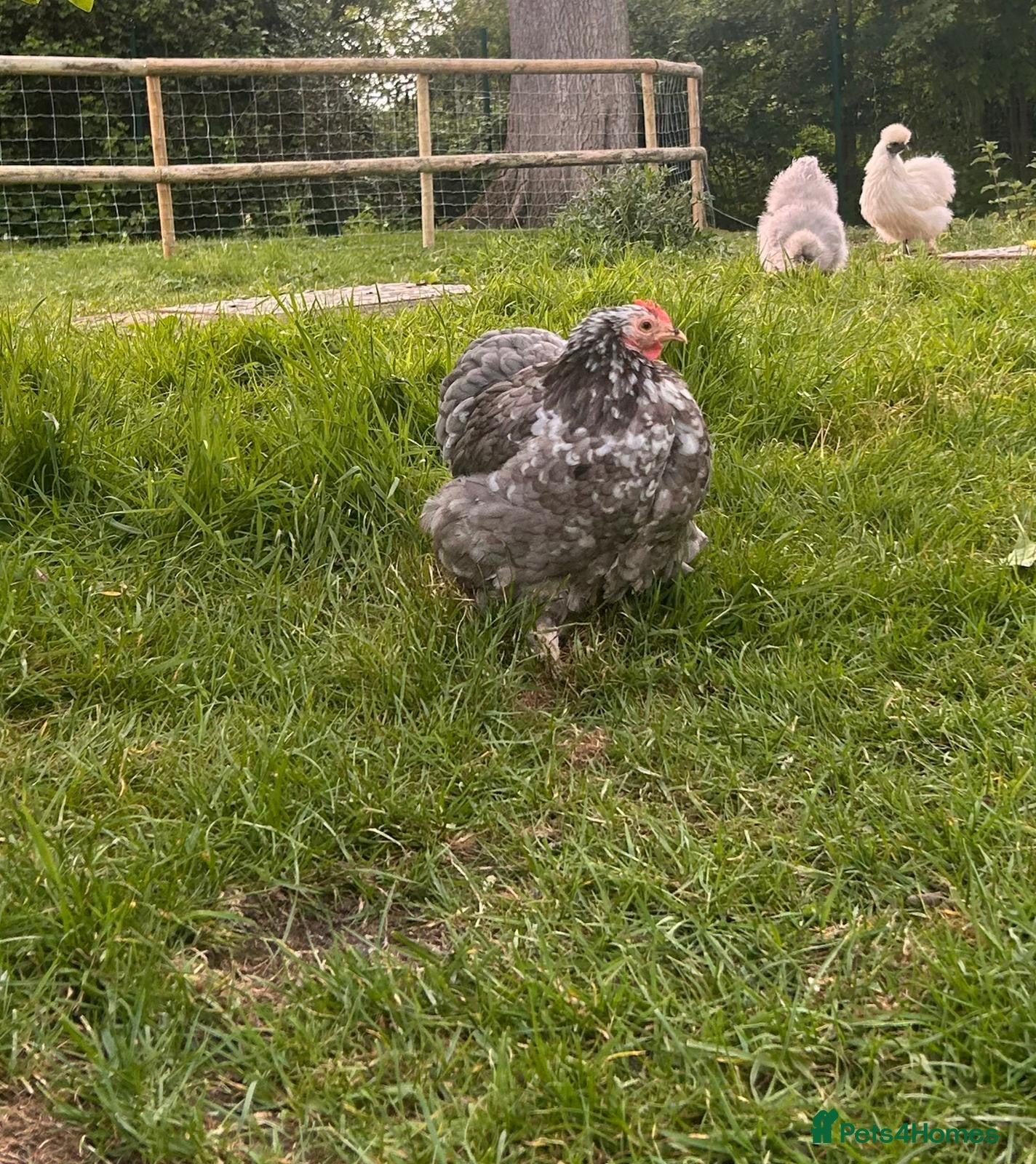 Chickens poultry for sale: Mixed Hatching Eggs  - Advert 6