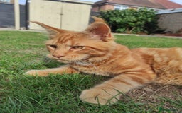 Maine Coon cats for sale: Maine Coon kittens  in Rushden - Image 3