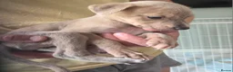 Whippet dogs for sale: Stunning small KC registered whippets  - Advert 13