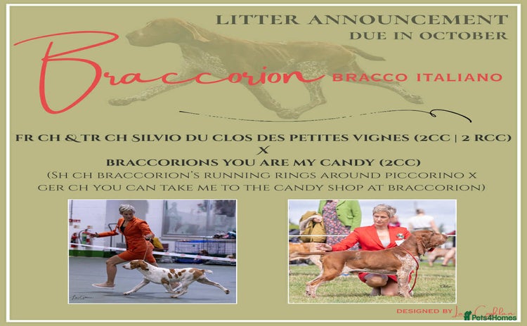 Bracco Italiano dogs - Advert 1