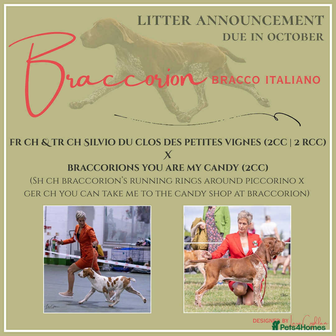 Bracco Italiano dogs for sale: 🌟 TOP BREEDER 2021,22,22,24,25🌟 - Image 1