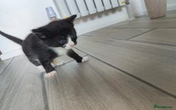 Mixed Breed cats for sale: 4 Mixed Breed Kittens  - Image 27