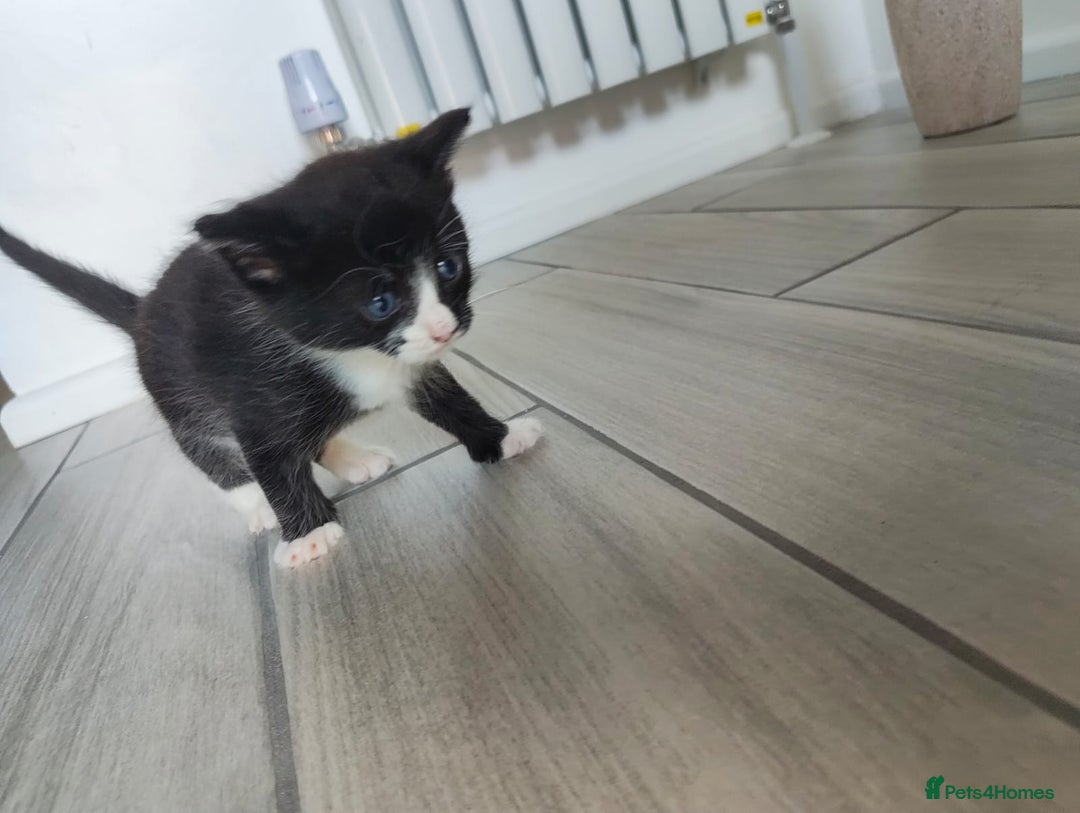 Mixed Breed cats for sale: 4 Mixed Breed Kittens  - Image 27