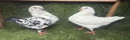Pigeons birds for sale: Top Quality Strong Breeding Pair – Vaccinated - Advert 5