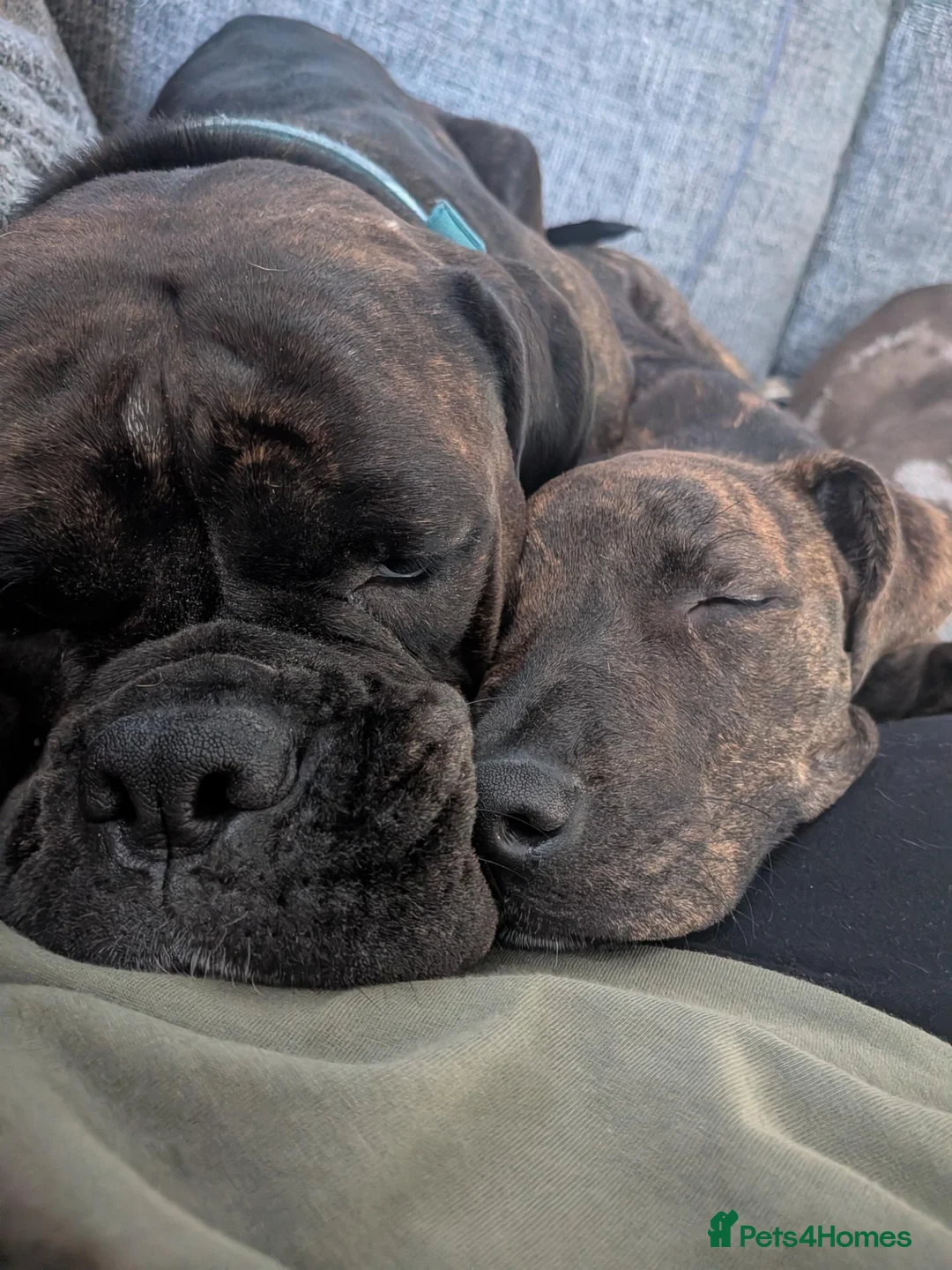 Mixed Breed dogs for sale: Staffy X Cane Corso - Advert 5