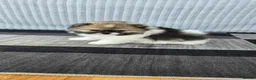 Pomeranian dogs for sale: Particolour Poms - Advert 19