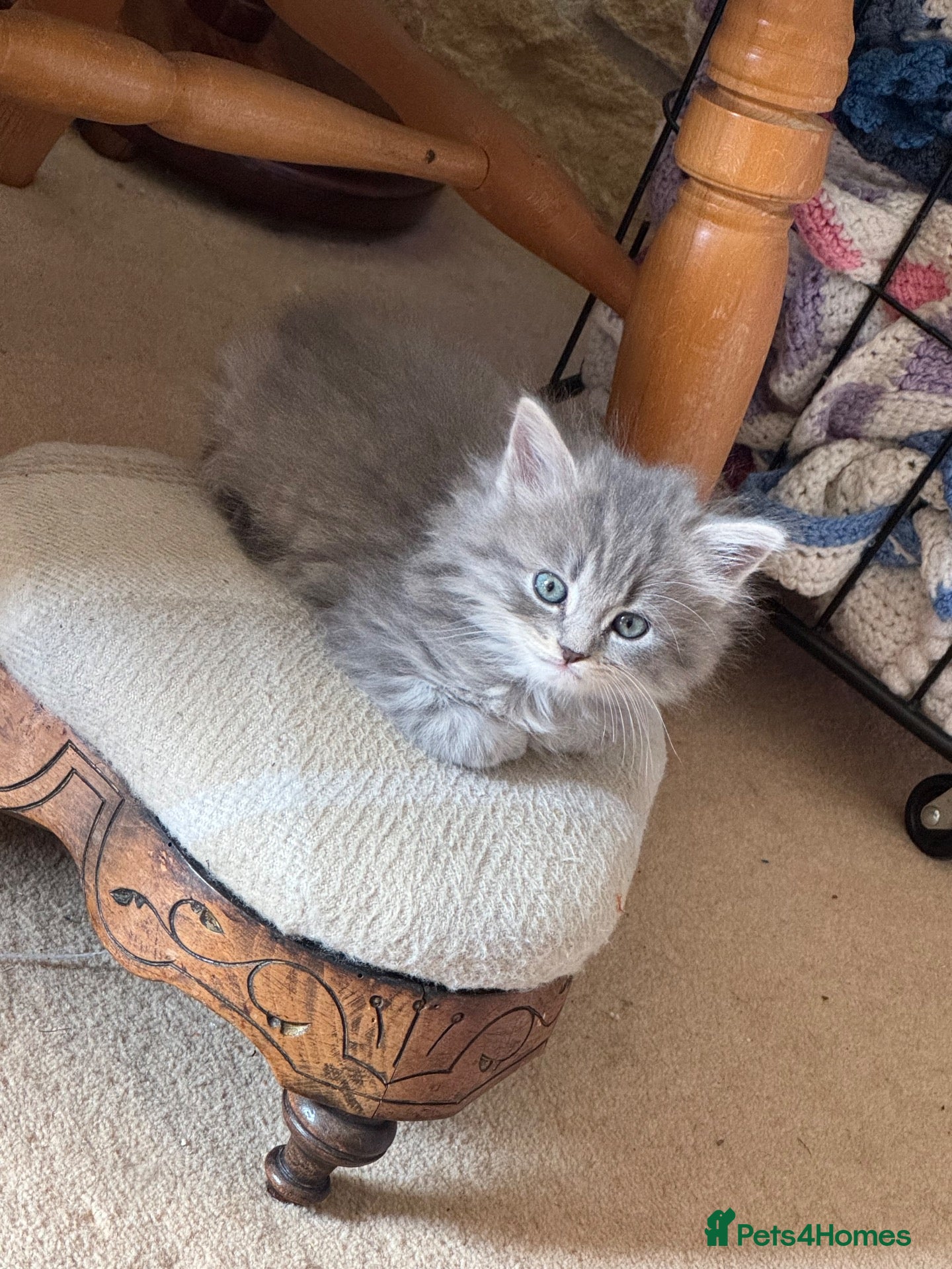 Scottish Fold cats LAST ONE! Beautiful Scottish straight ear girl!!!! - Advert 1