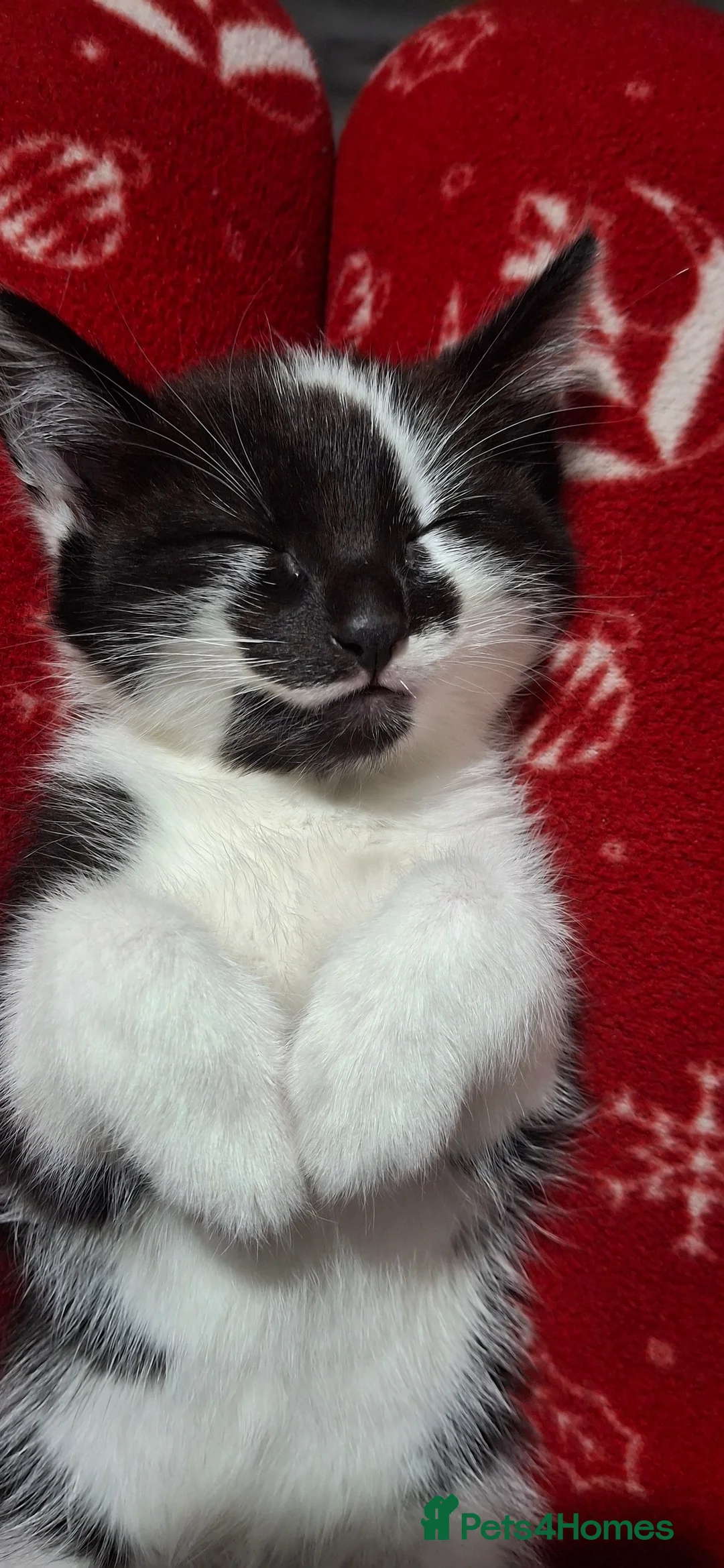 American Shorthair cats for sale: I am Abuu, i like to have caring all time parent. - Advert 2