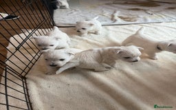 West Highland Terrier dogs for sale: KC West Highland Terrier - Image 14